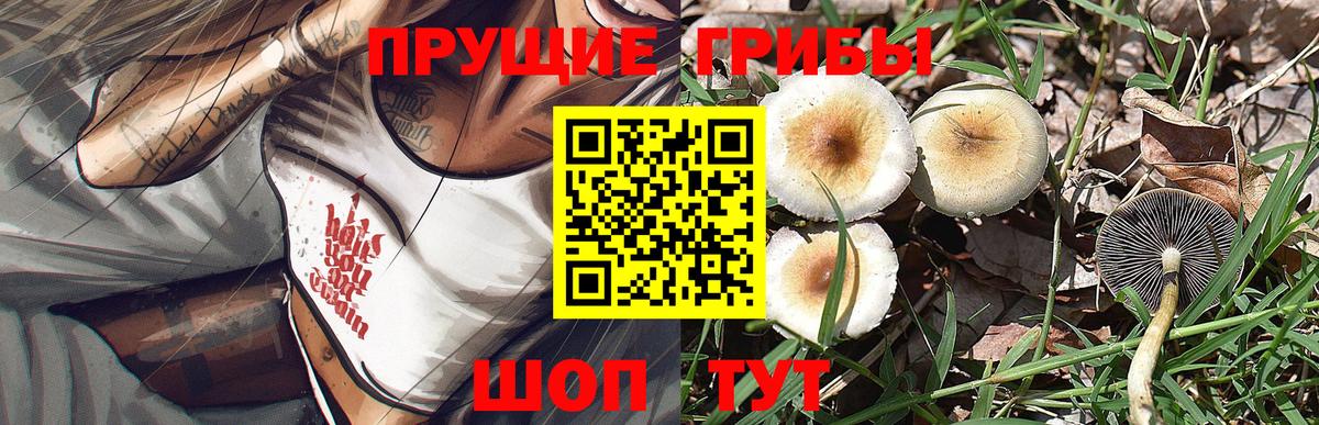 Галлюциногенные грибы Psilocybine cubensis  Вход с VPN  Зима 